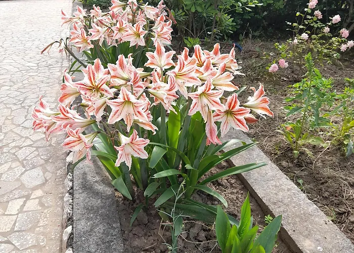 Antica Boric 139 * Lopar