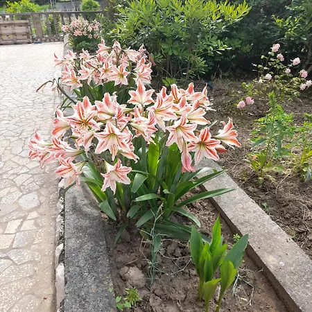 Antica Boric 139 * Lopar